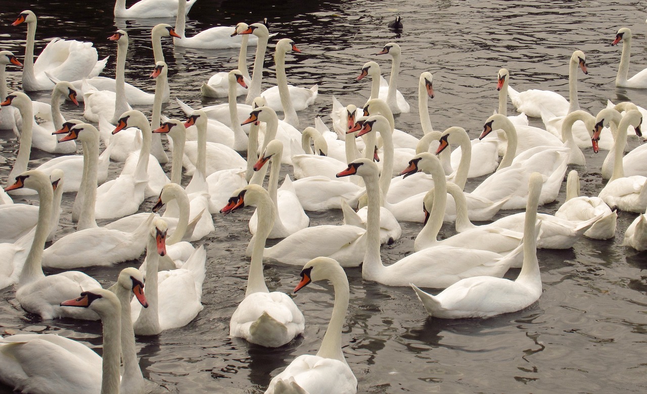 swan  river  prague free photo