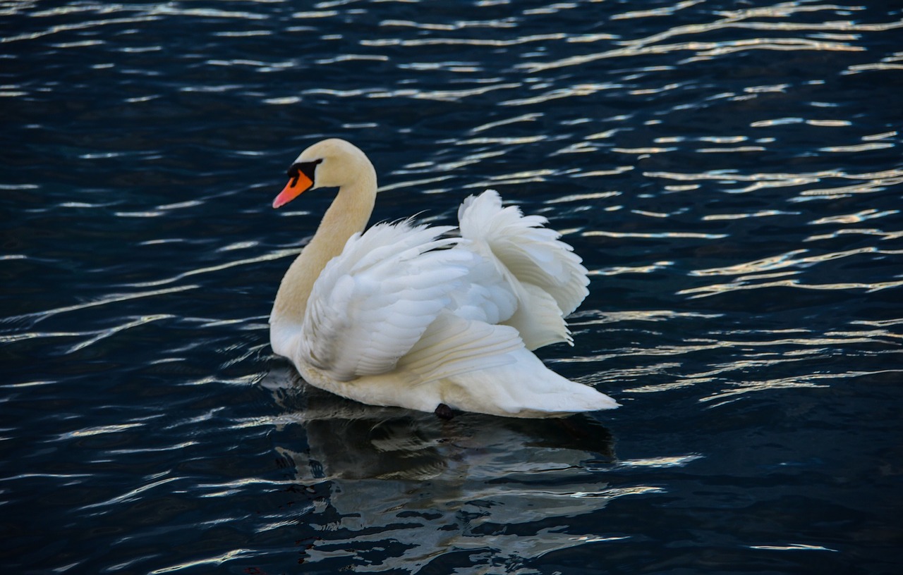 swan  lake  bird free photo