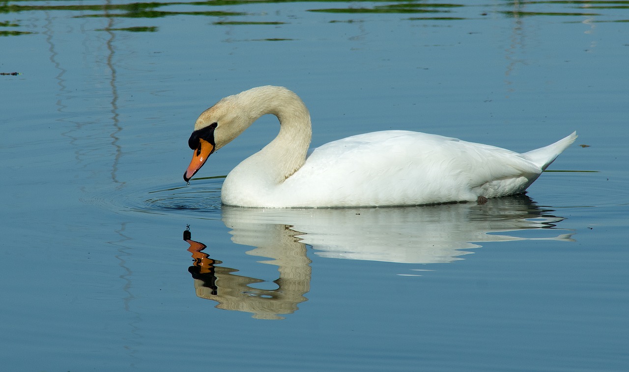 swan  bird  nature free photo