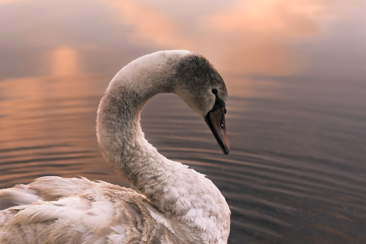 swan  bird  lake free photo