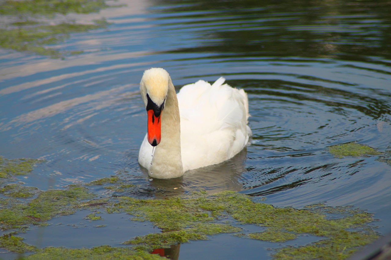 swan idyll water free photo