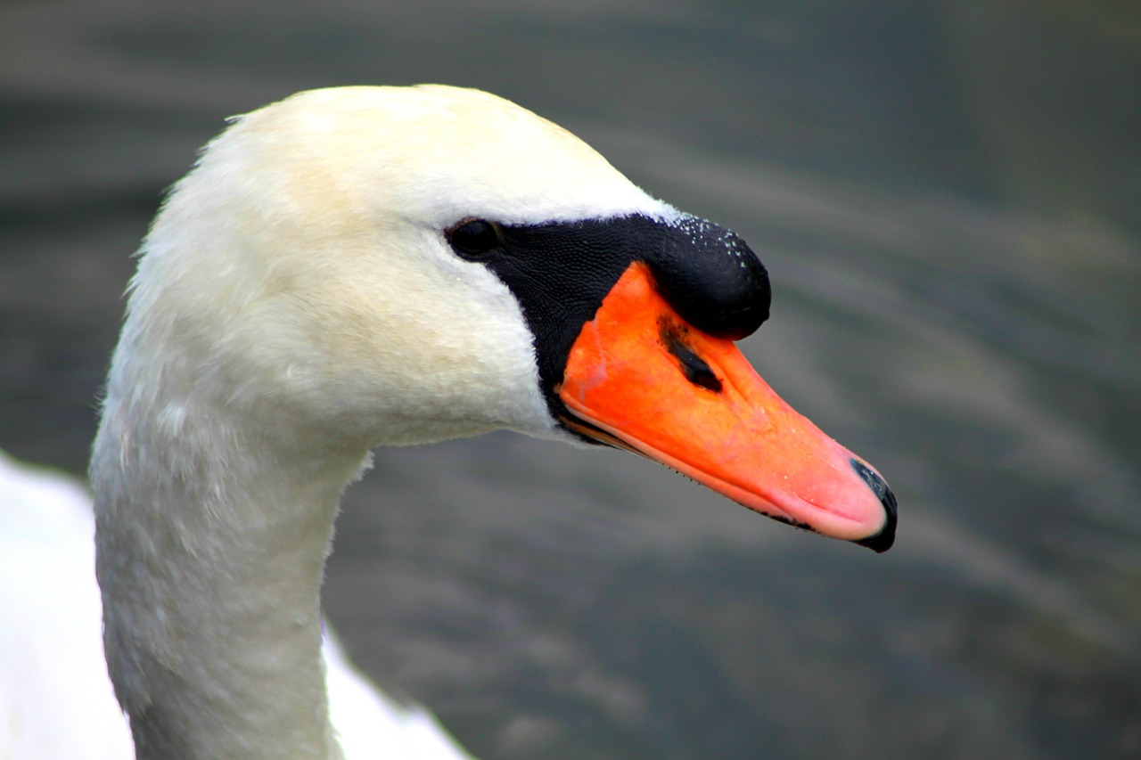 swan idyll water free photo