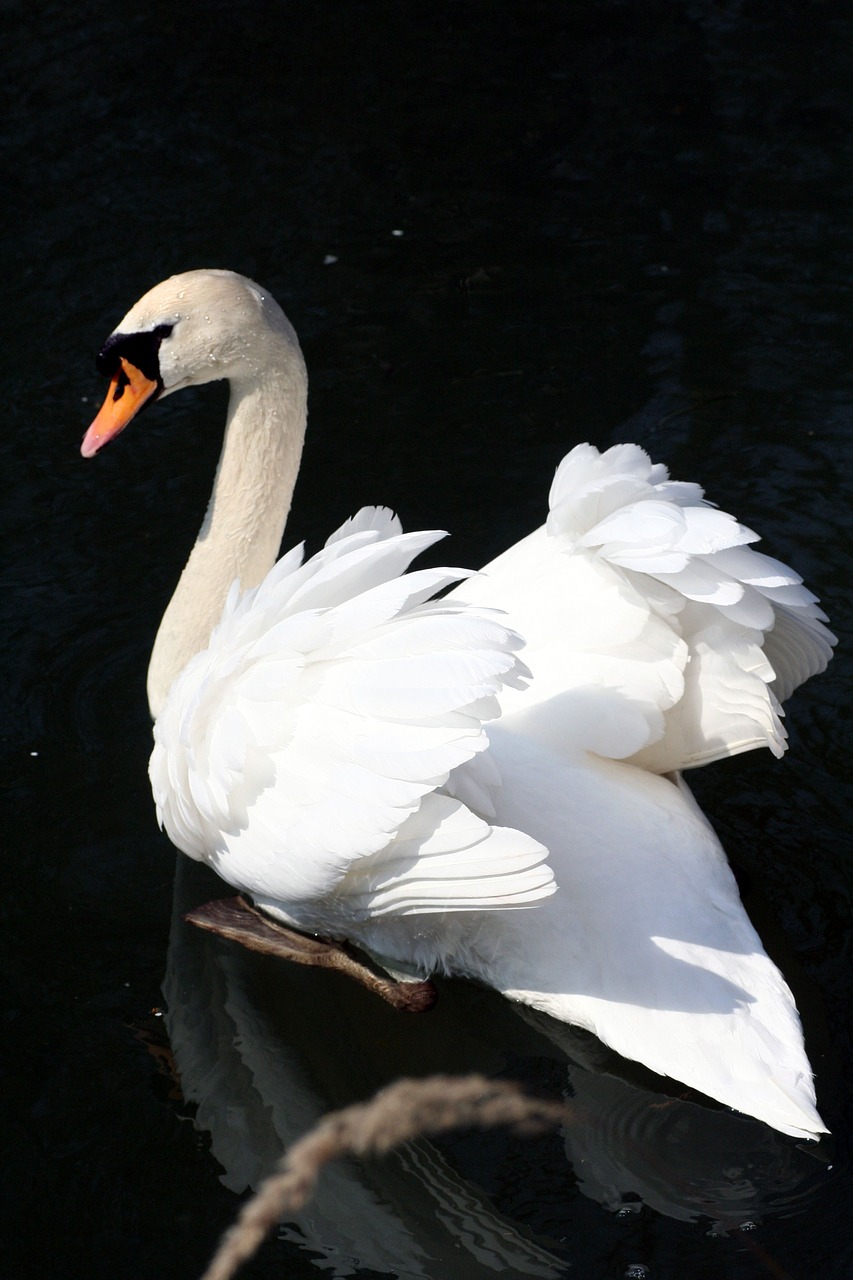 swan  river  landscape free photo