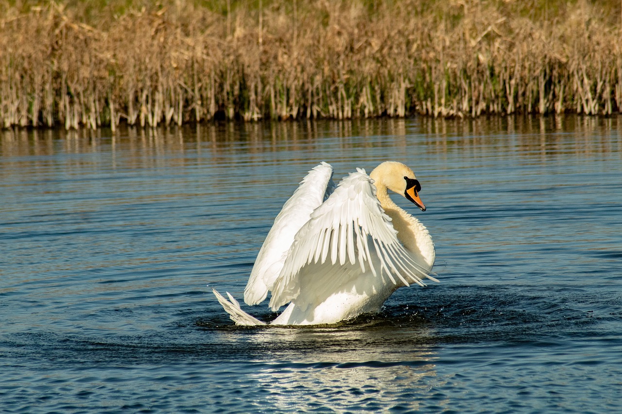 swan  bird  white free photo