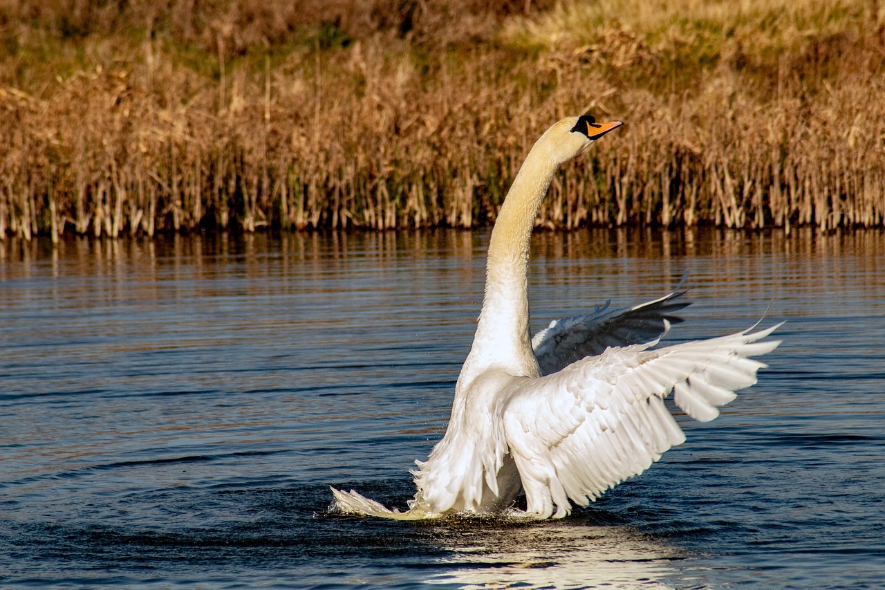 swan  bird  wild free photo