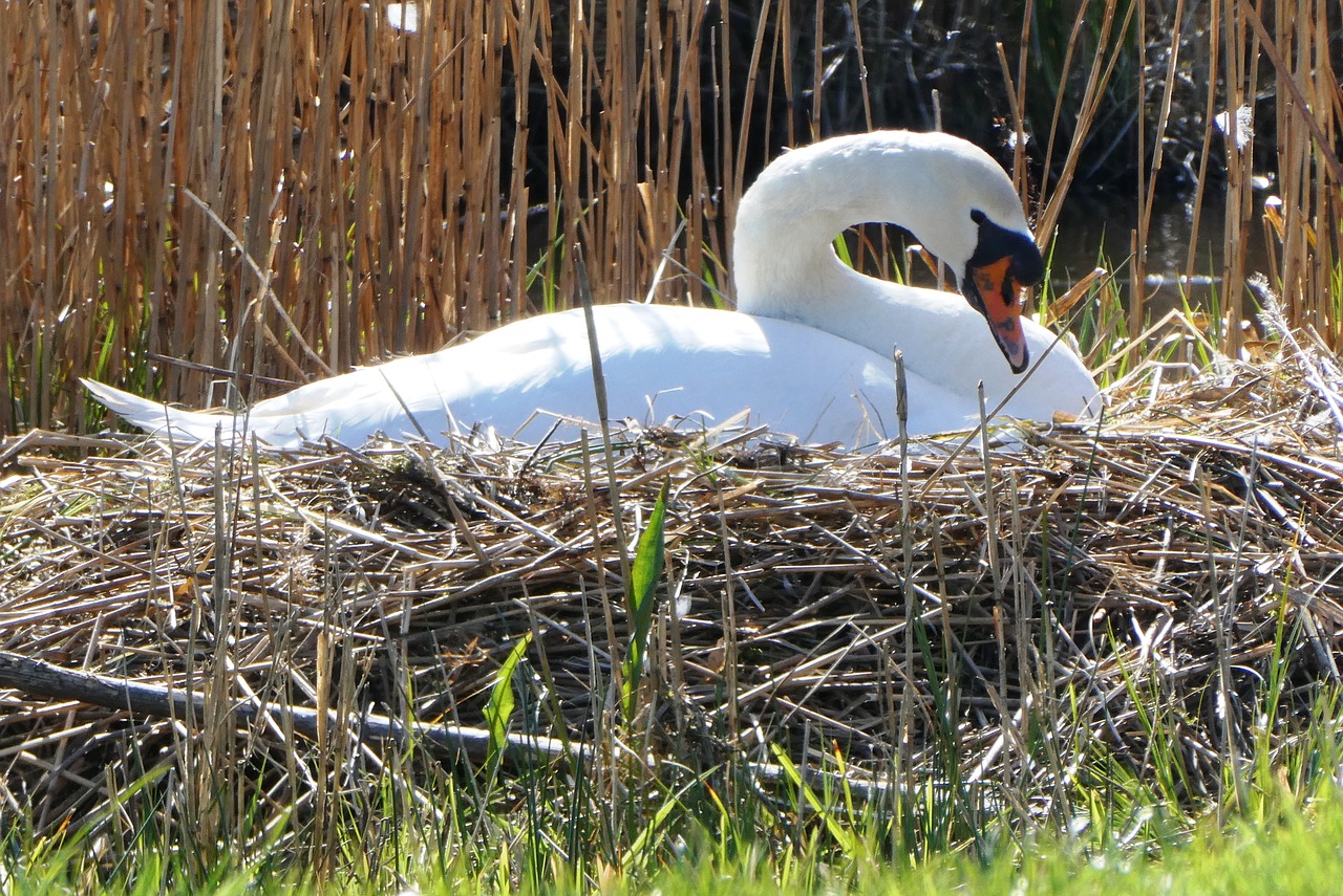 swan  nest  hatch free photo