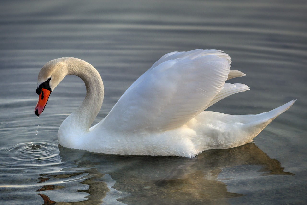 swan  bird  animal free photo