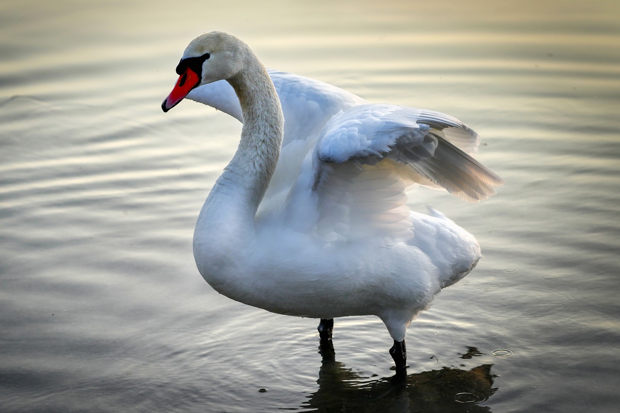 swan  bird  animal free photo