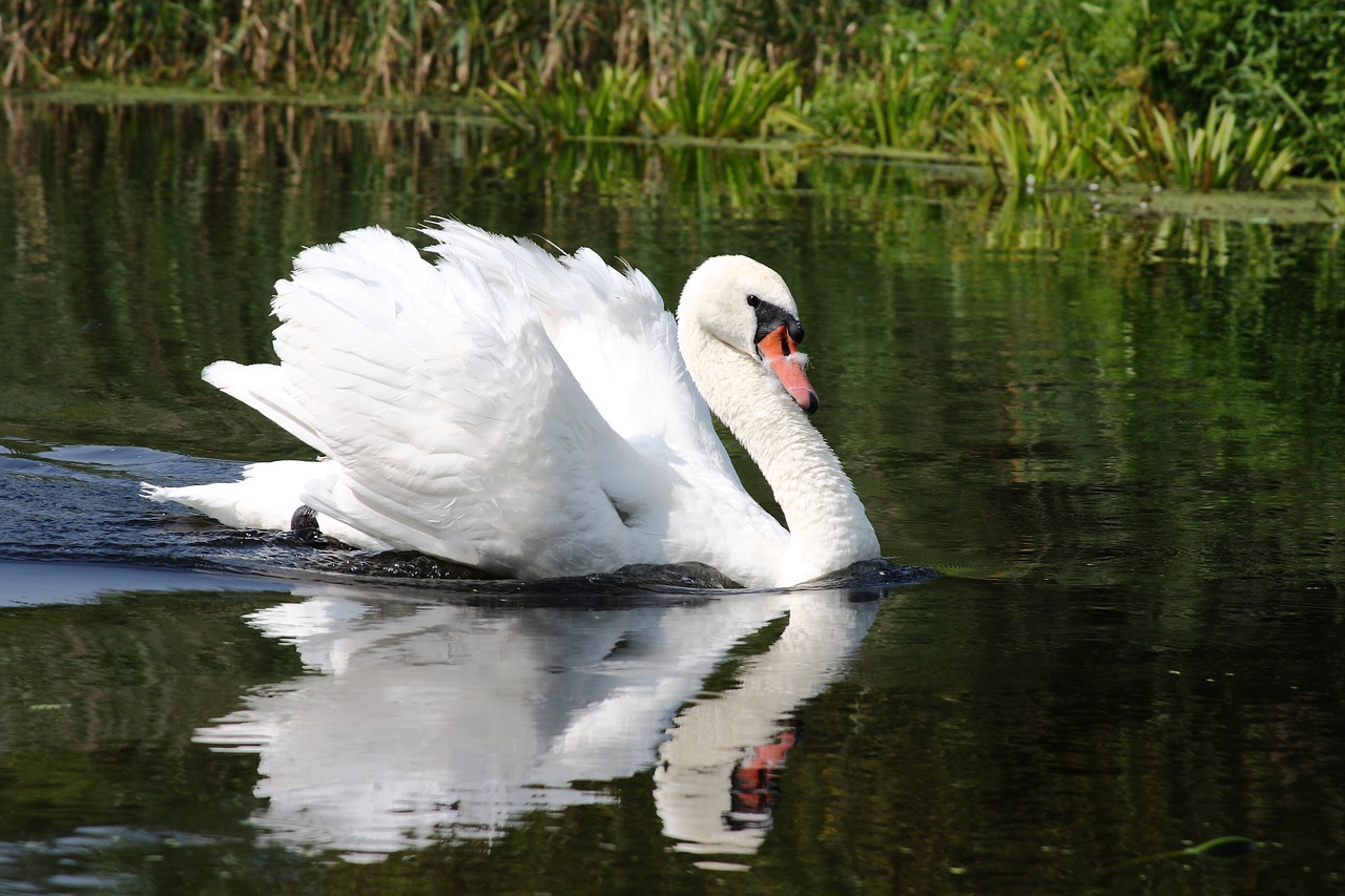 swan  lake  white free photo