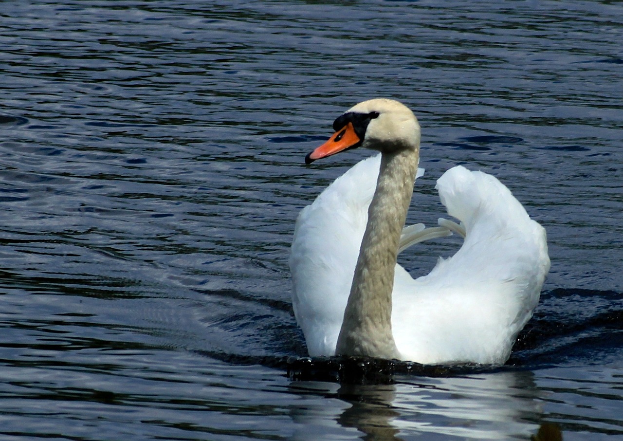 swan water bird free photo