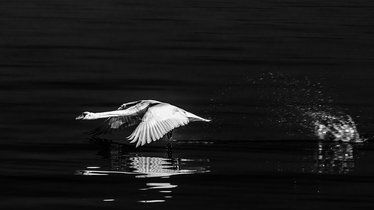 swan  water bird  flight free photo