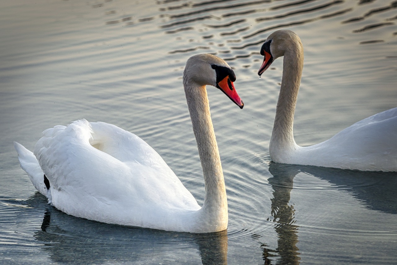 swan  bird  water free photo