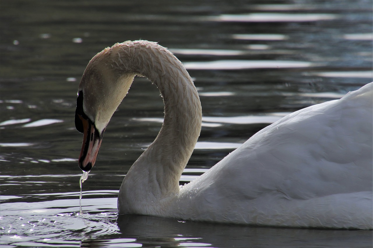 swan  wet  white free photo