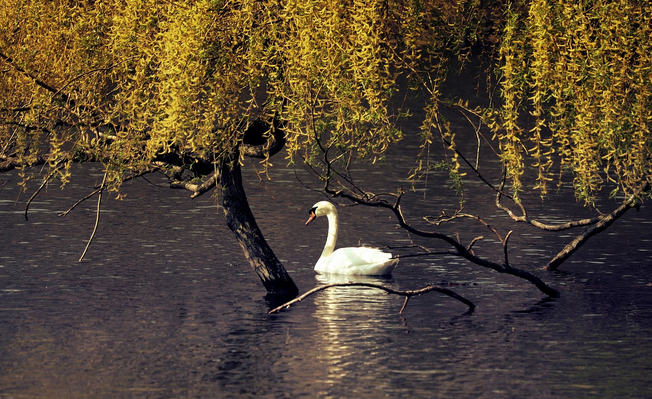 swan  pond  water free photo