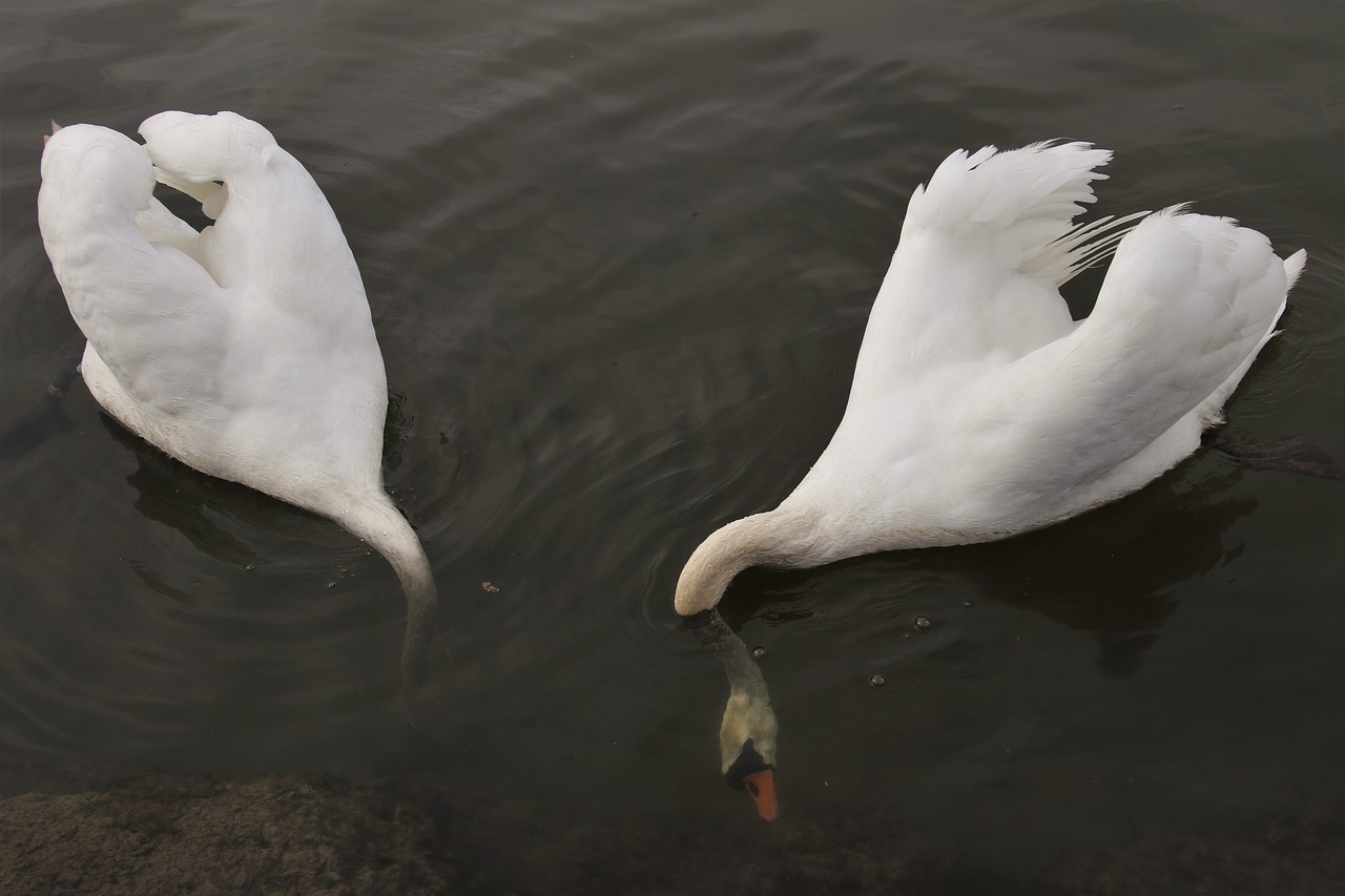 swan  diving  two free photo