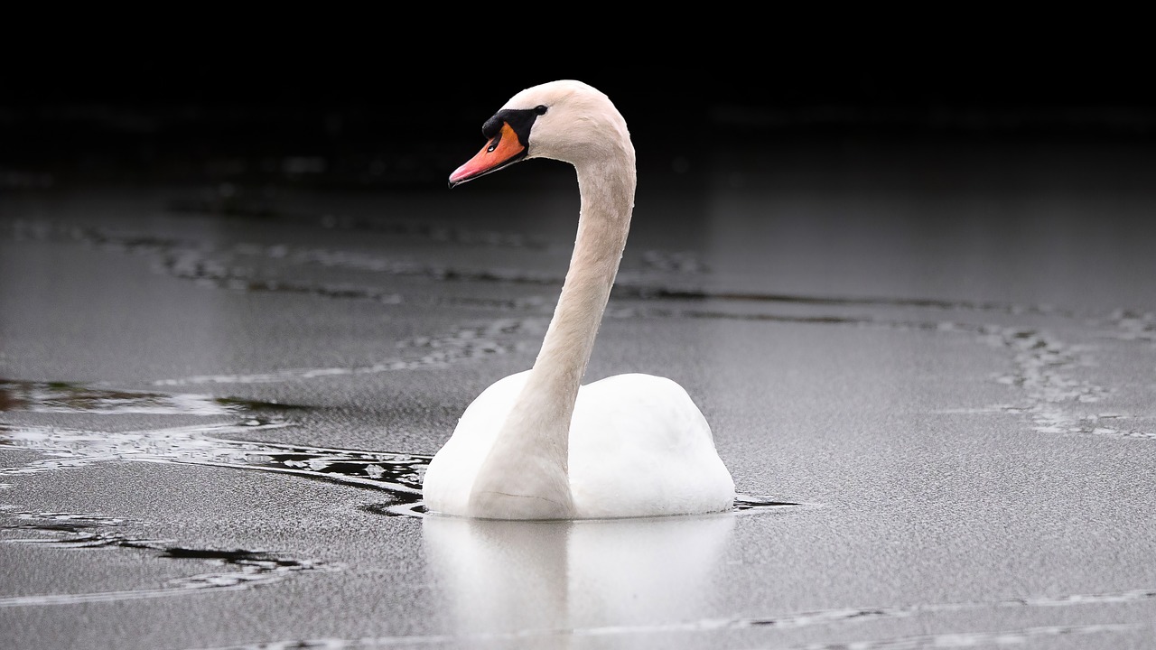 swan  duck  bird free photo