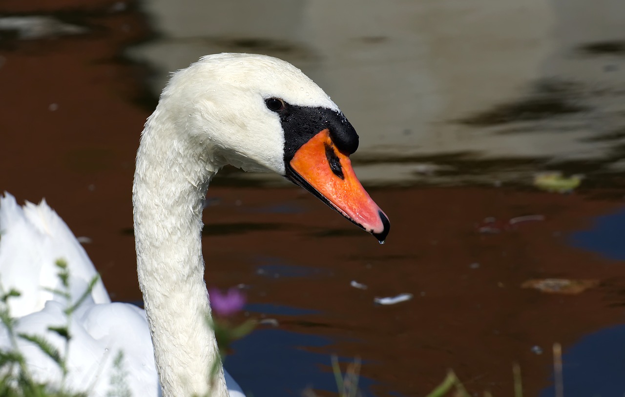 swan  elegant  noble free photo