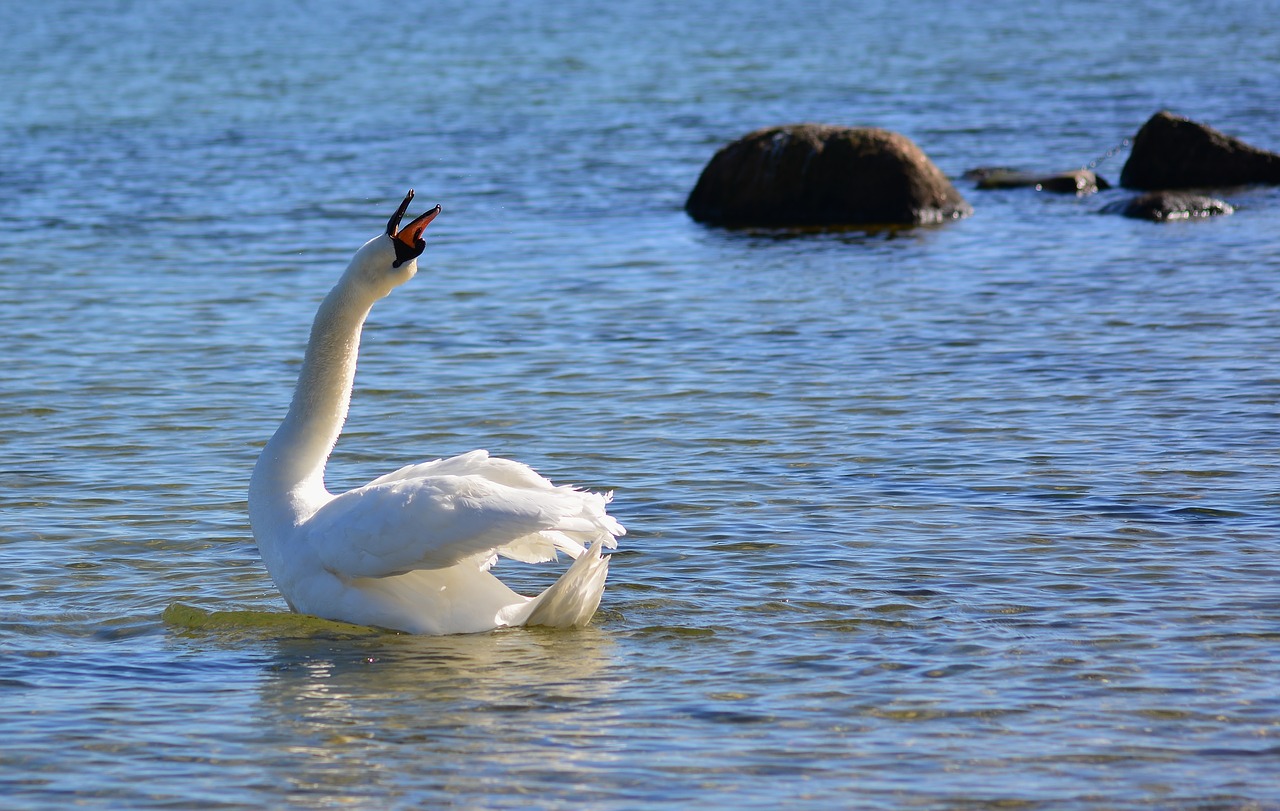 swan  baltic sea  beach free photo