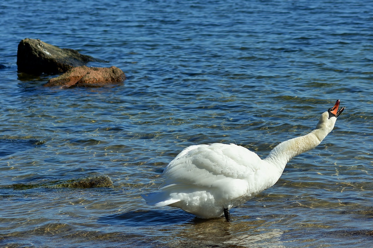 swan  baltic sea  graceful free photo