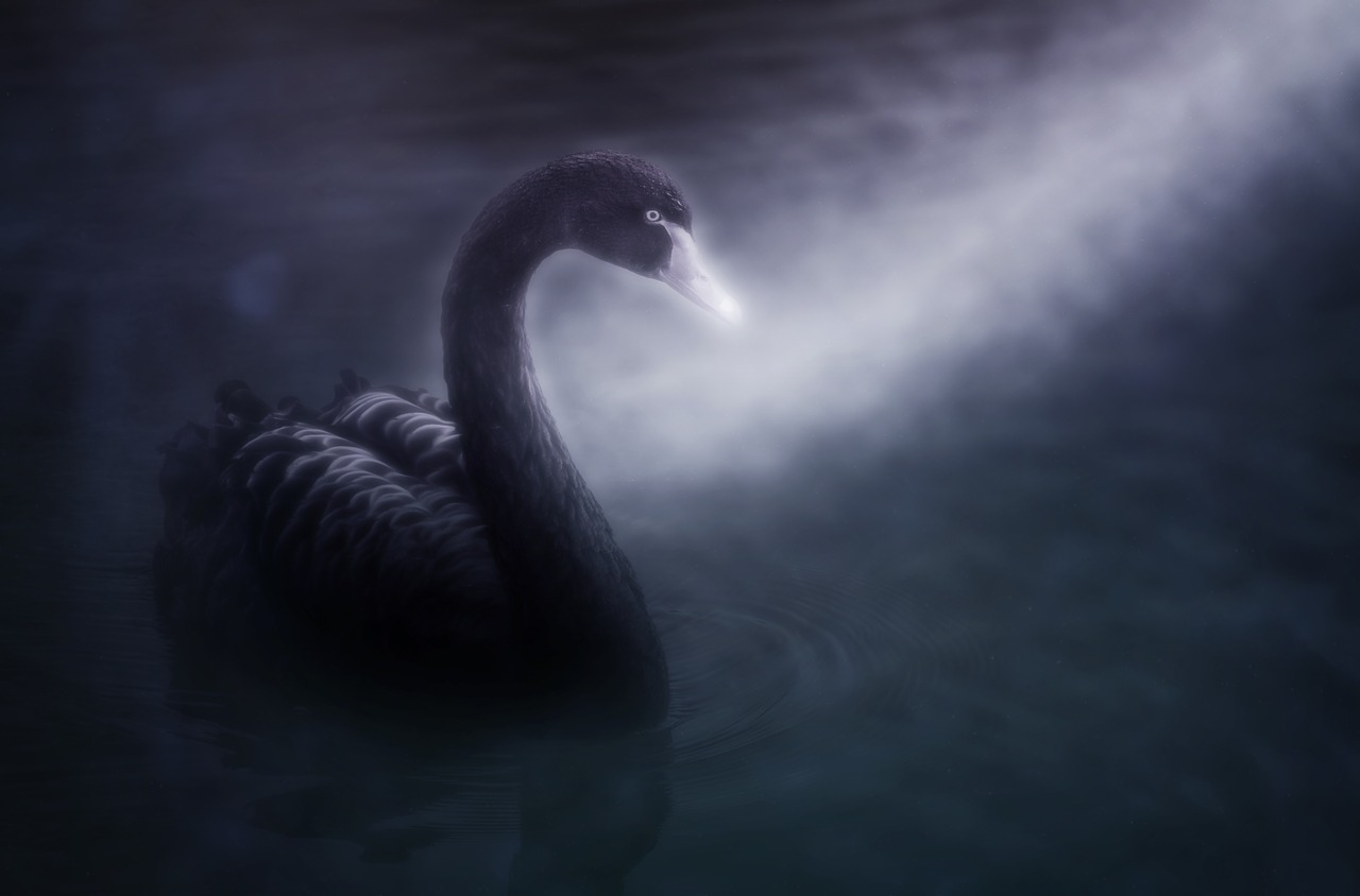 swan  black swan  mourning swan free photo