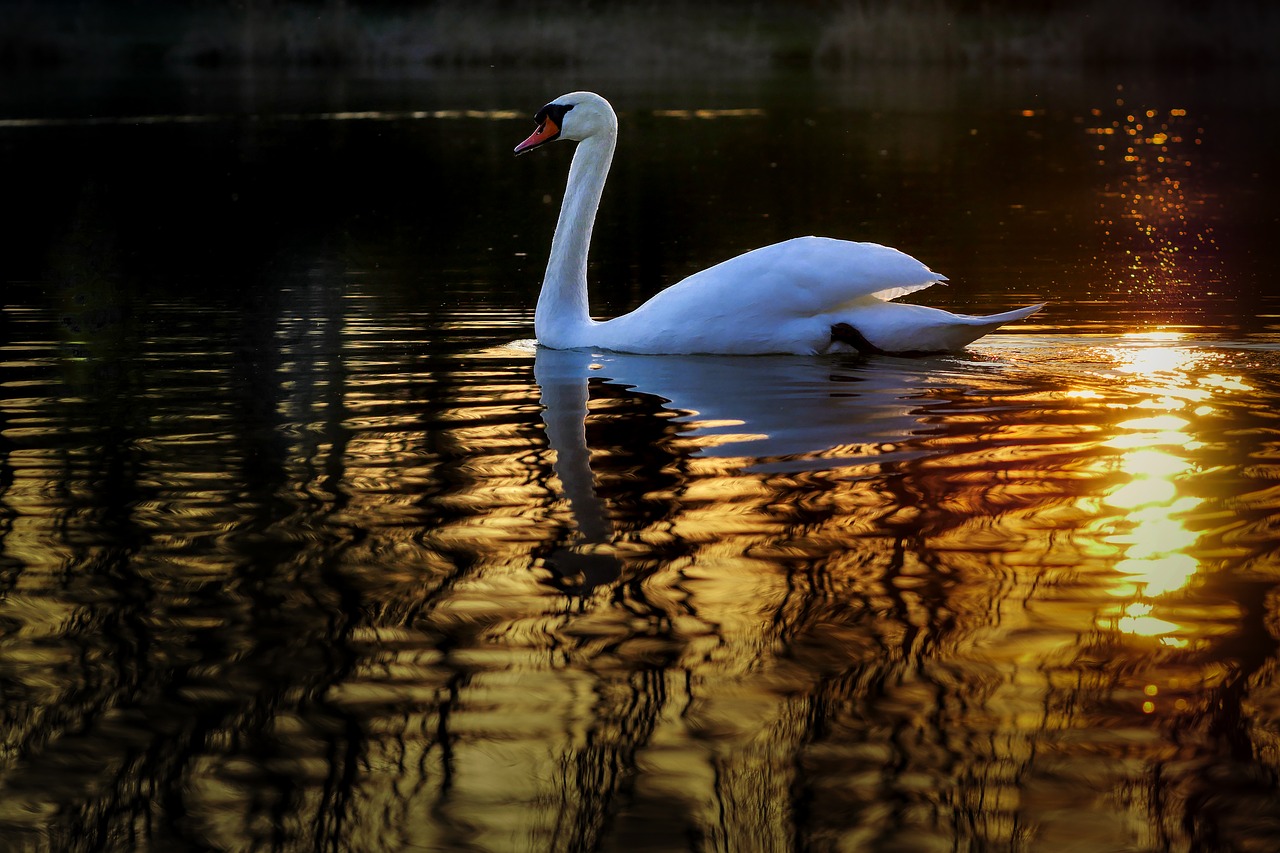 swan  bird  nature free photo