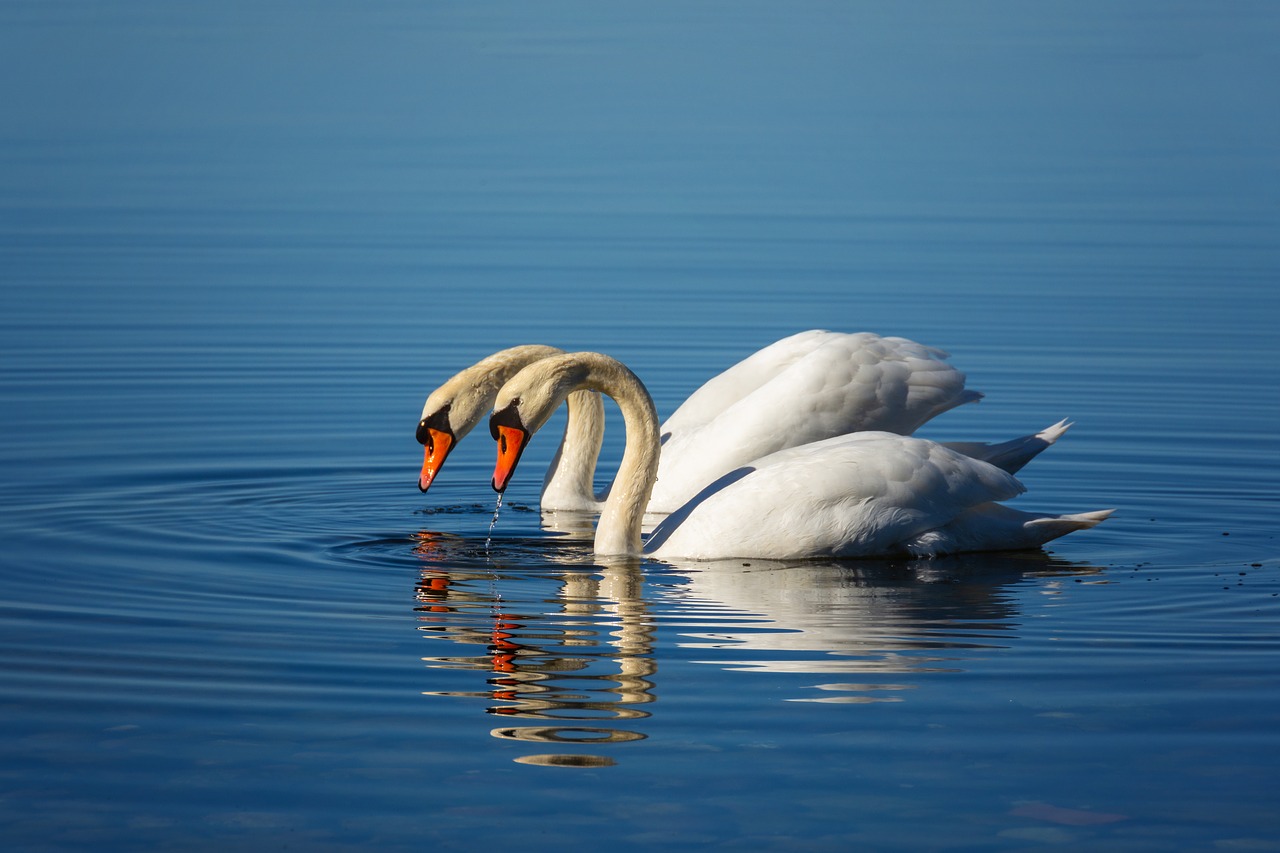 swan  pair  love free photo