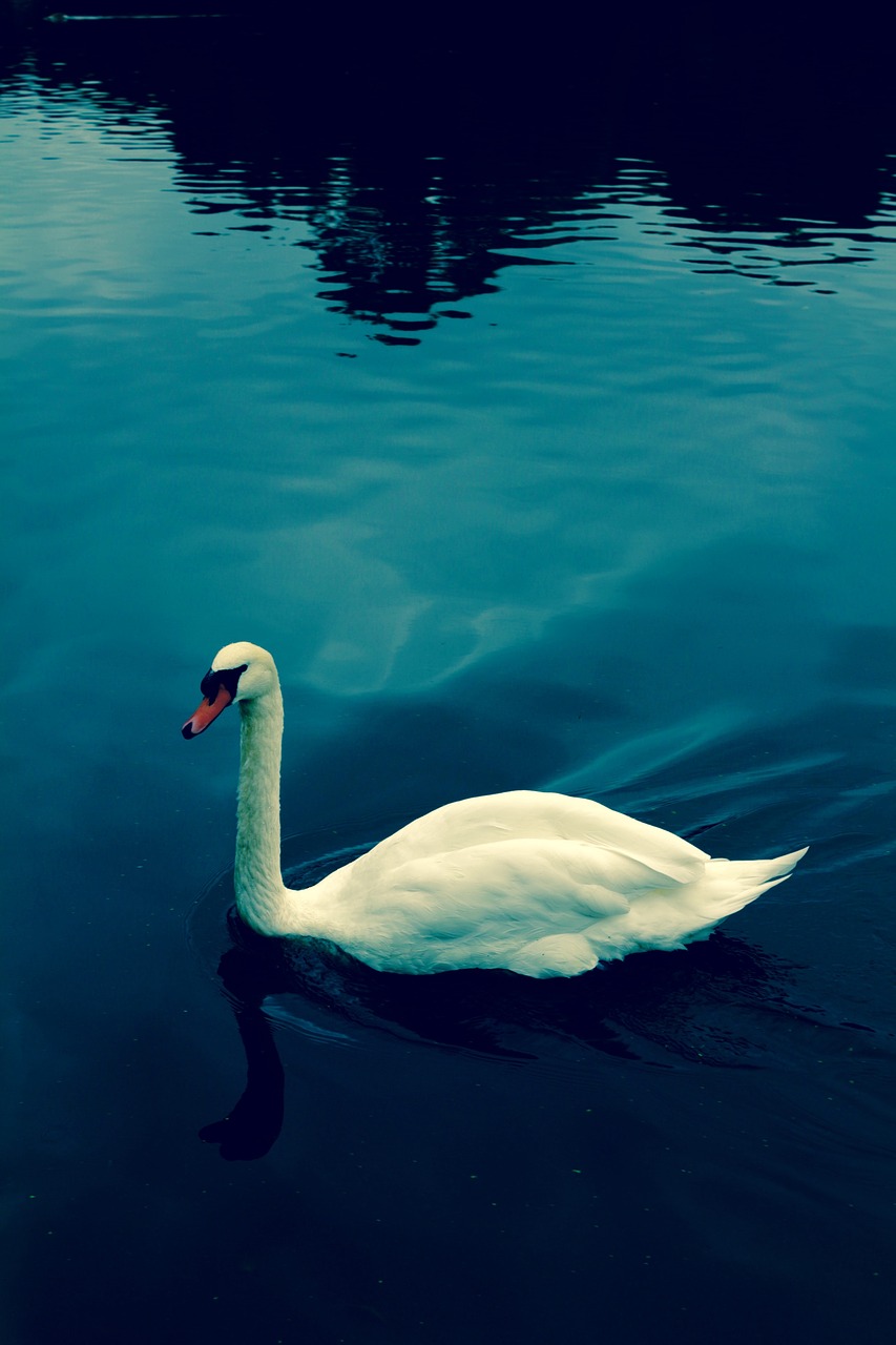 swan  water  blue free photo