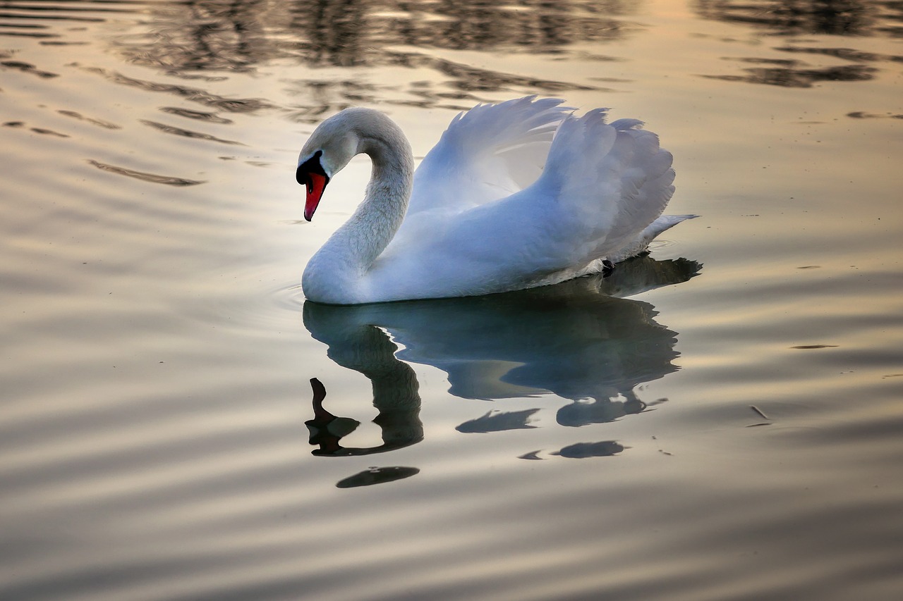 swan  lake  water free photo