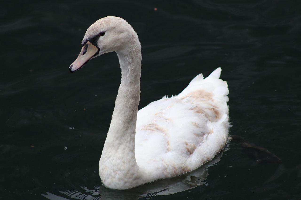 swan  white swan  elegant free photo