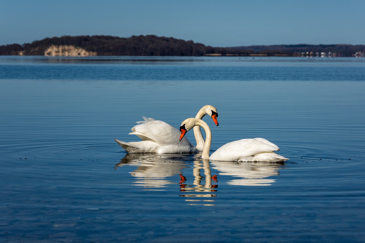 swan  pair  love free photo