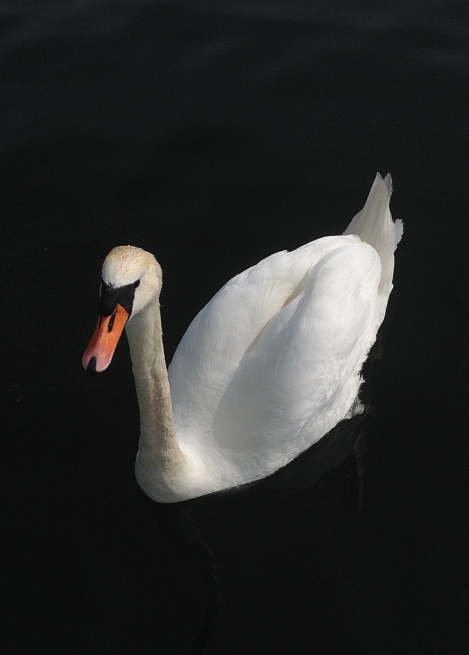 swan white water free photo