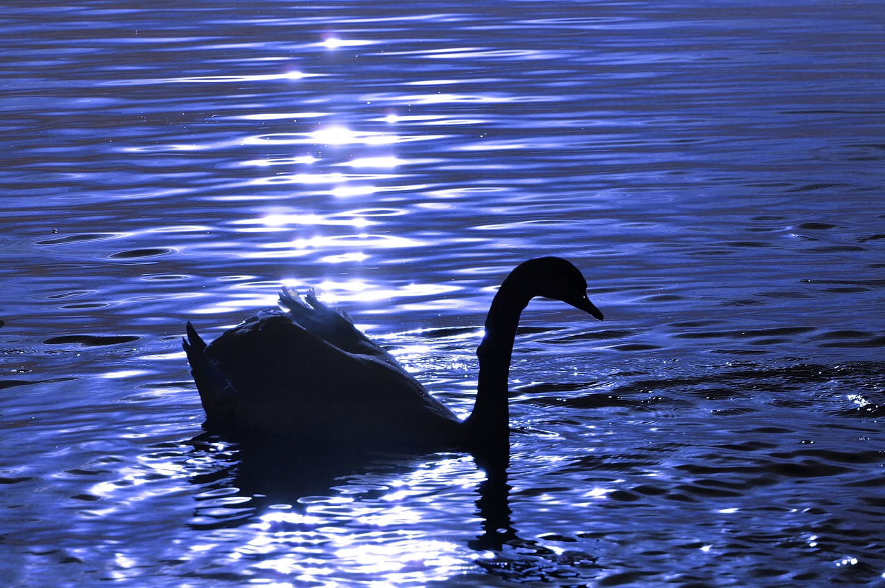 swan  water  silhouette free photo