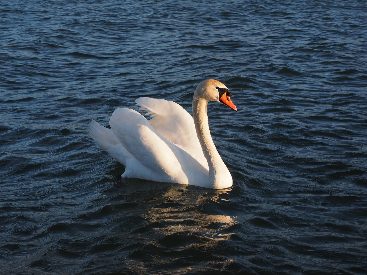 swan  animal  water bird free photo