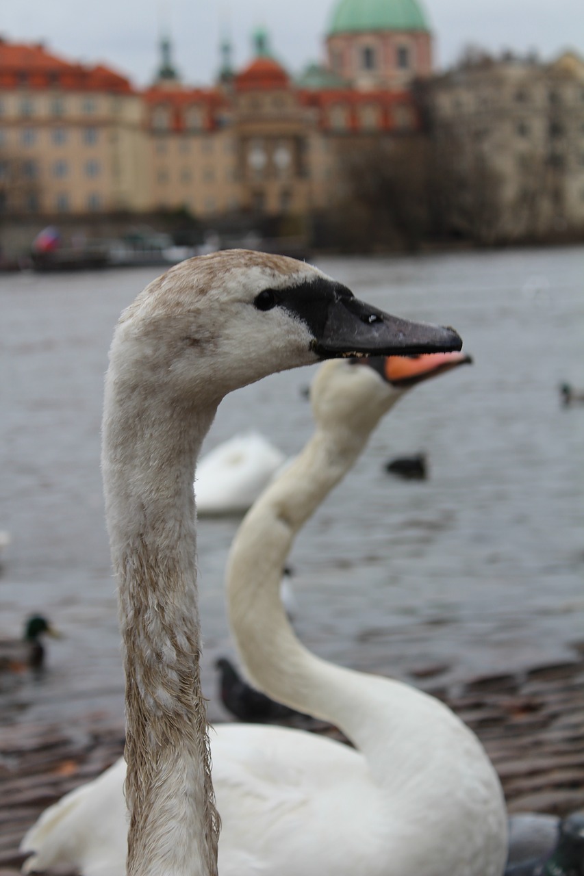 swan  nature  water free photo