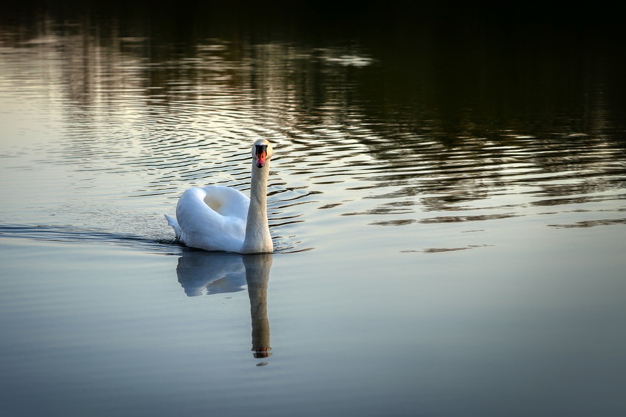 swan  evening  nature free photo