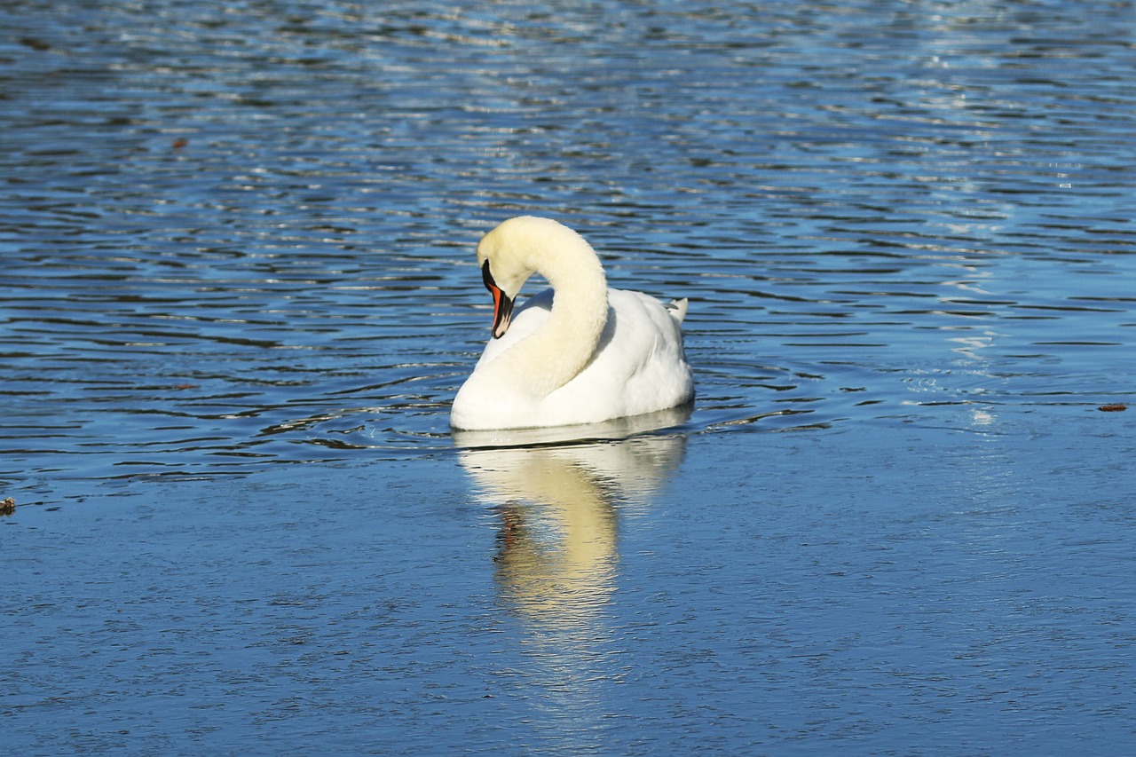 swan  sea  nature free photo