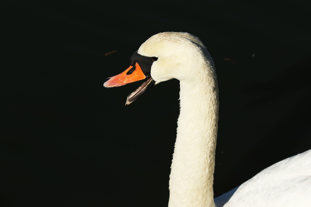 swan  bird  nature free photo