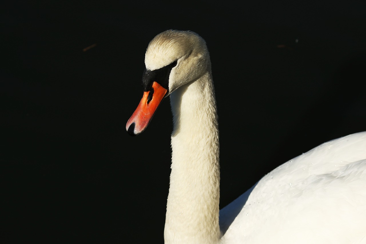 swan  bird  nature free photo