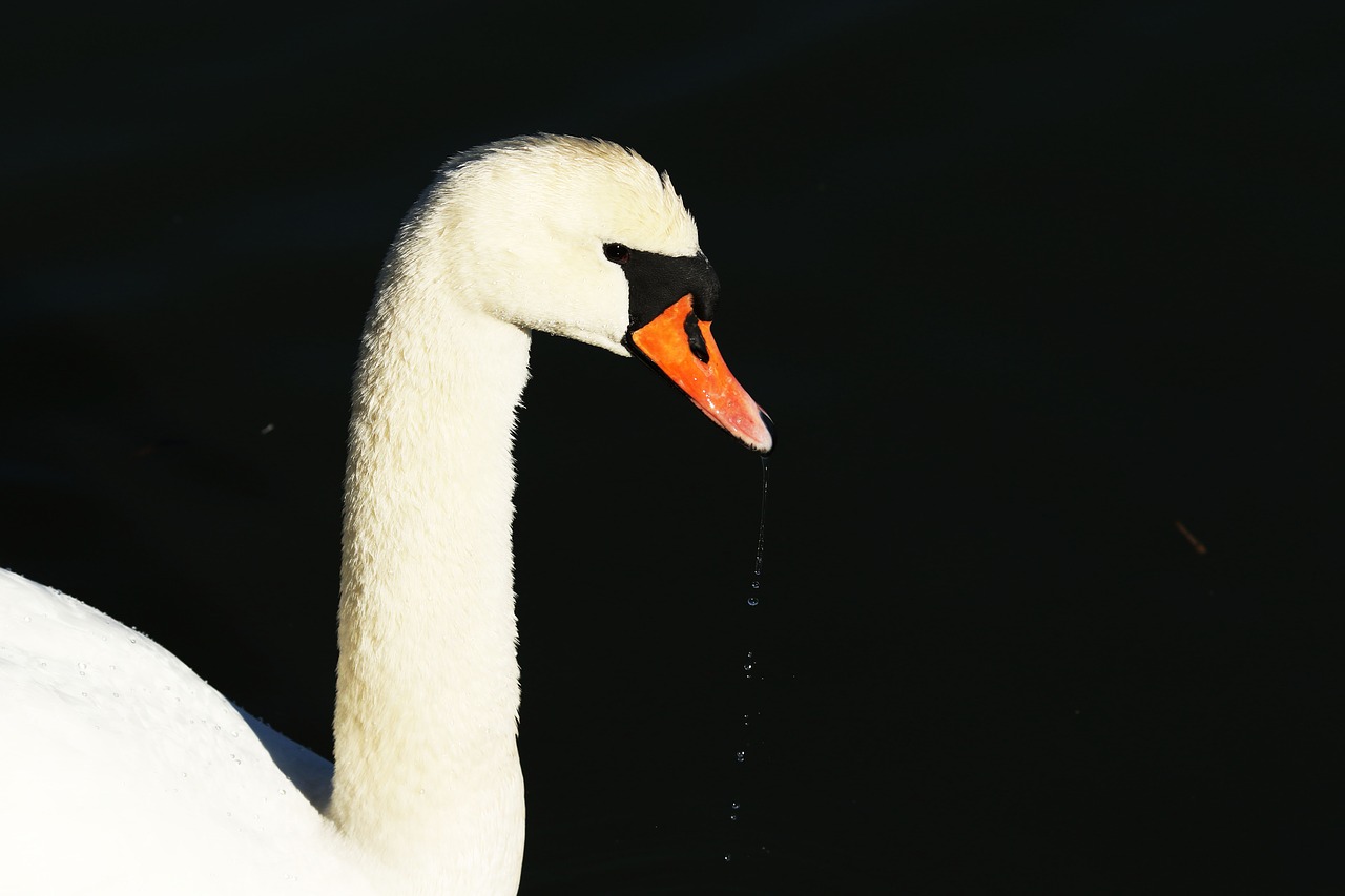 swan  water  drops free photo