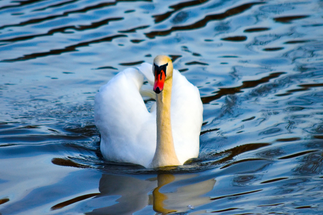 swan  ave  bird out of water free photo