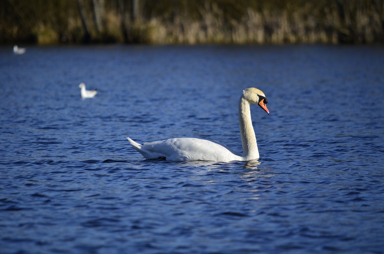 swan  lake  radunskie free photo