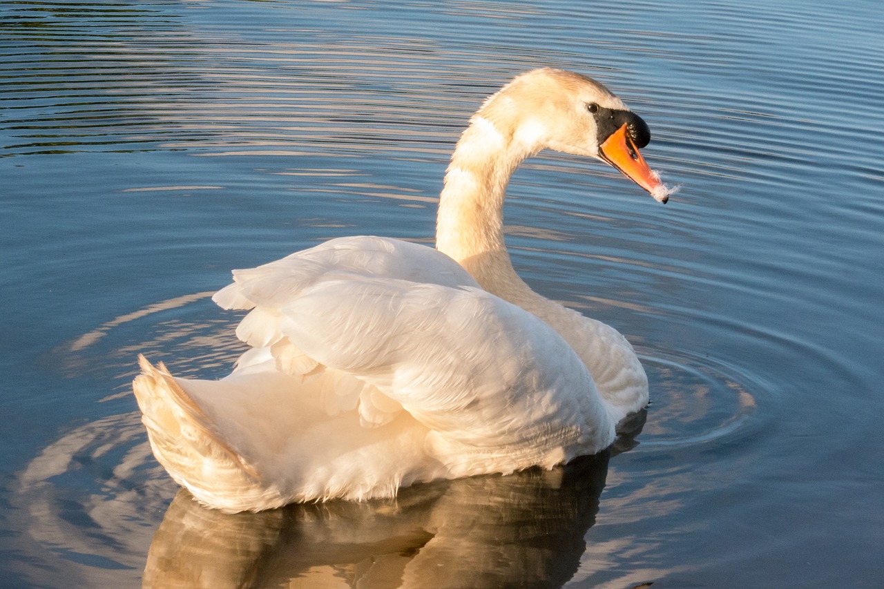 swan  water  bird free photo