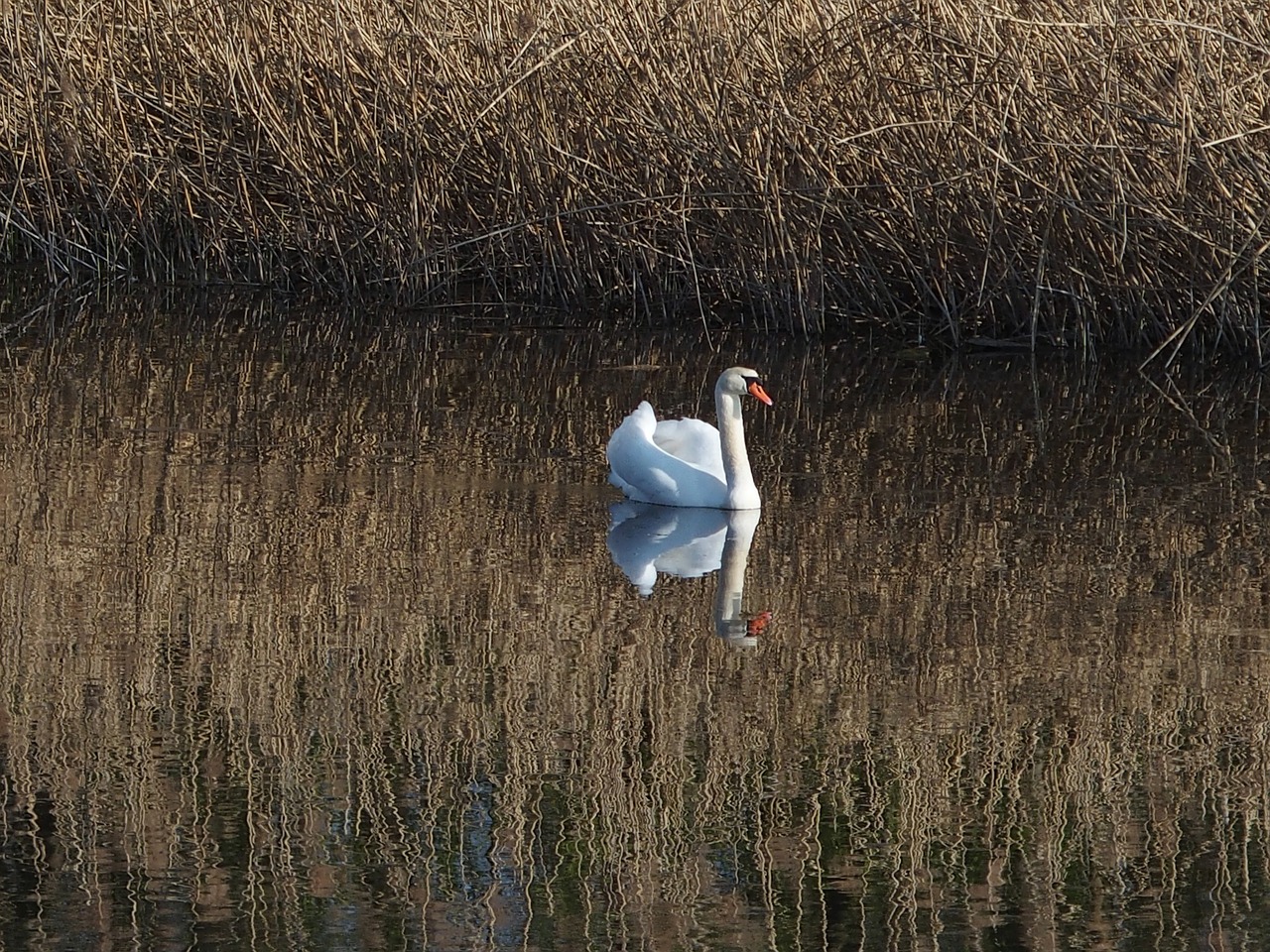 swan  water bird  lake free photo