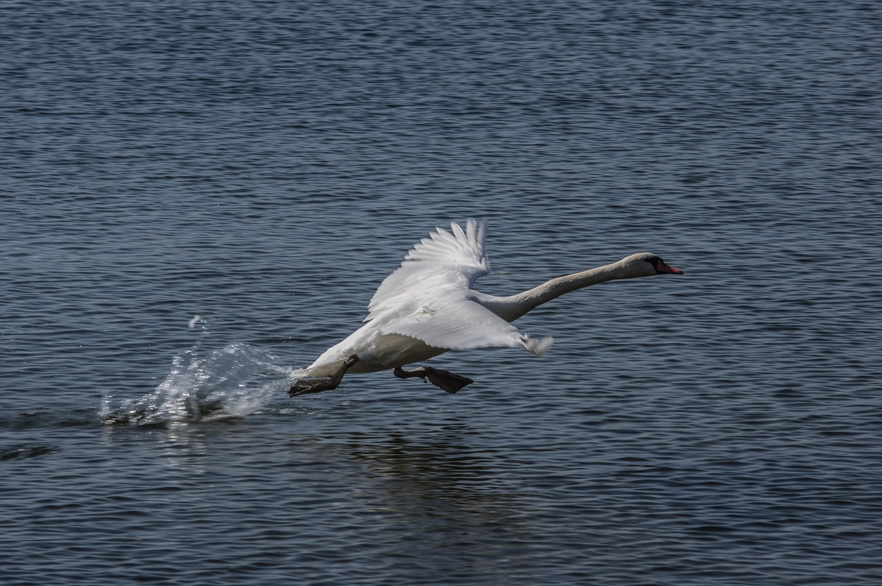 swan  water bird  nature free photo