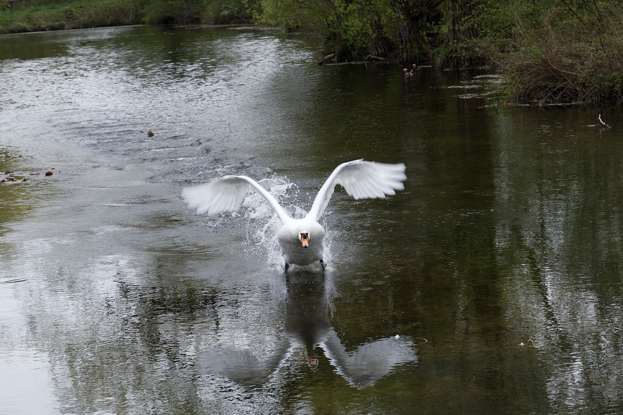 swan  water  bird free photo