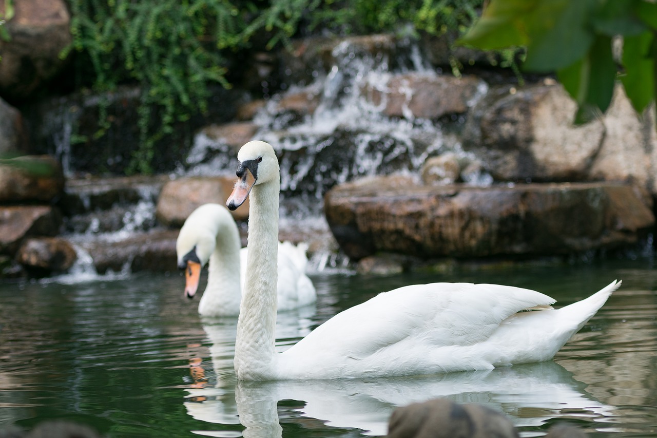 swan  bird  water free photo