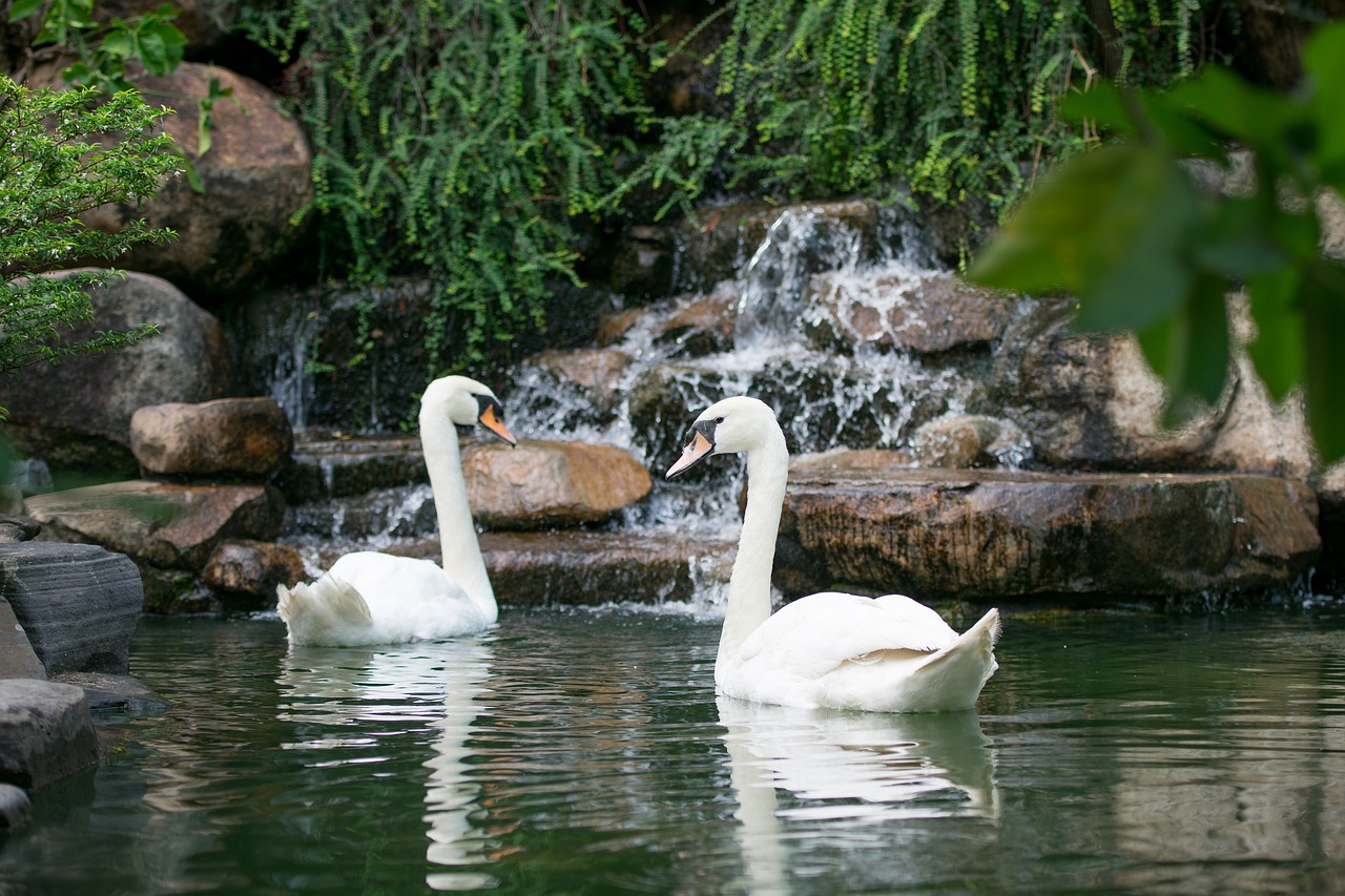 swan  bird  water free photo