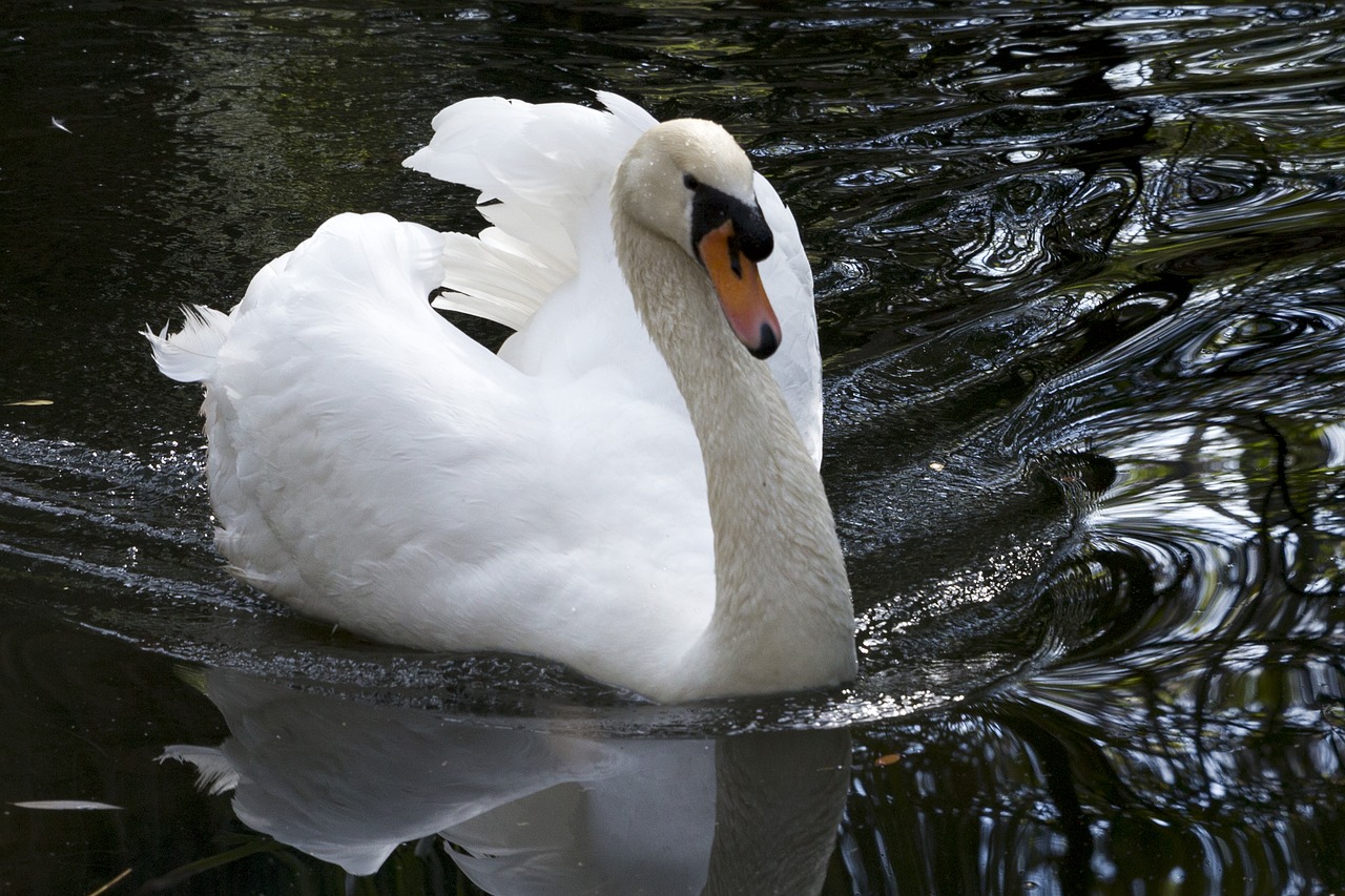 swan  fauna  white free photo