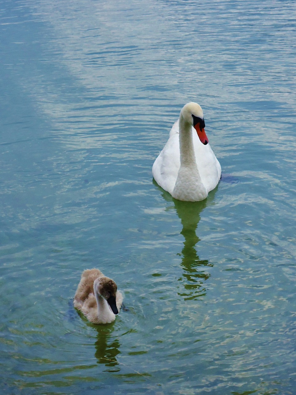 swan baby water free photo