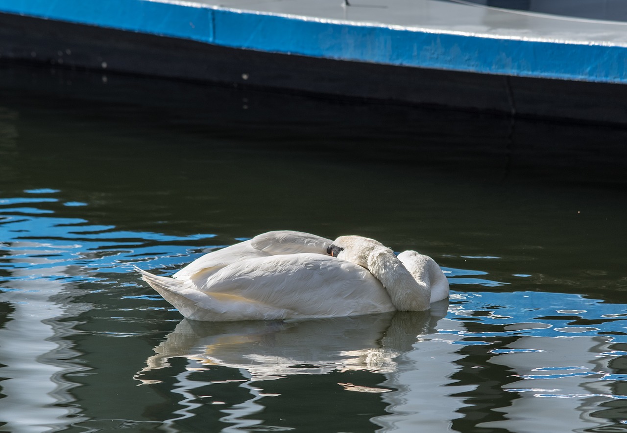 swan  rest  water free photo